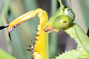 Mantinae Sp Praying Mantis (za) (Mantinae sp)